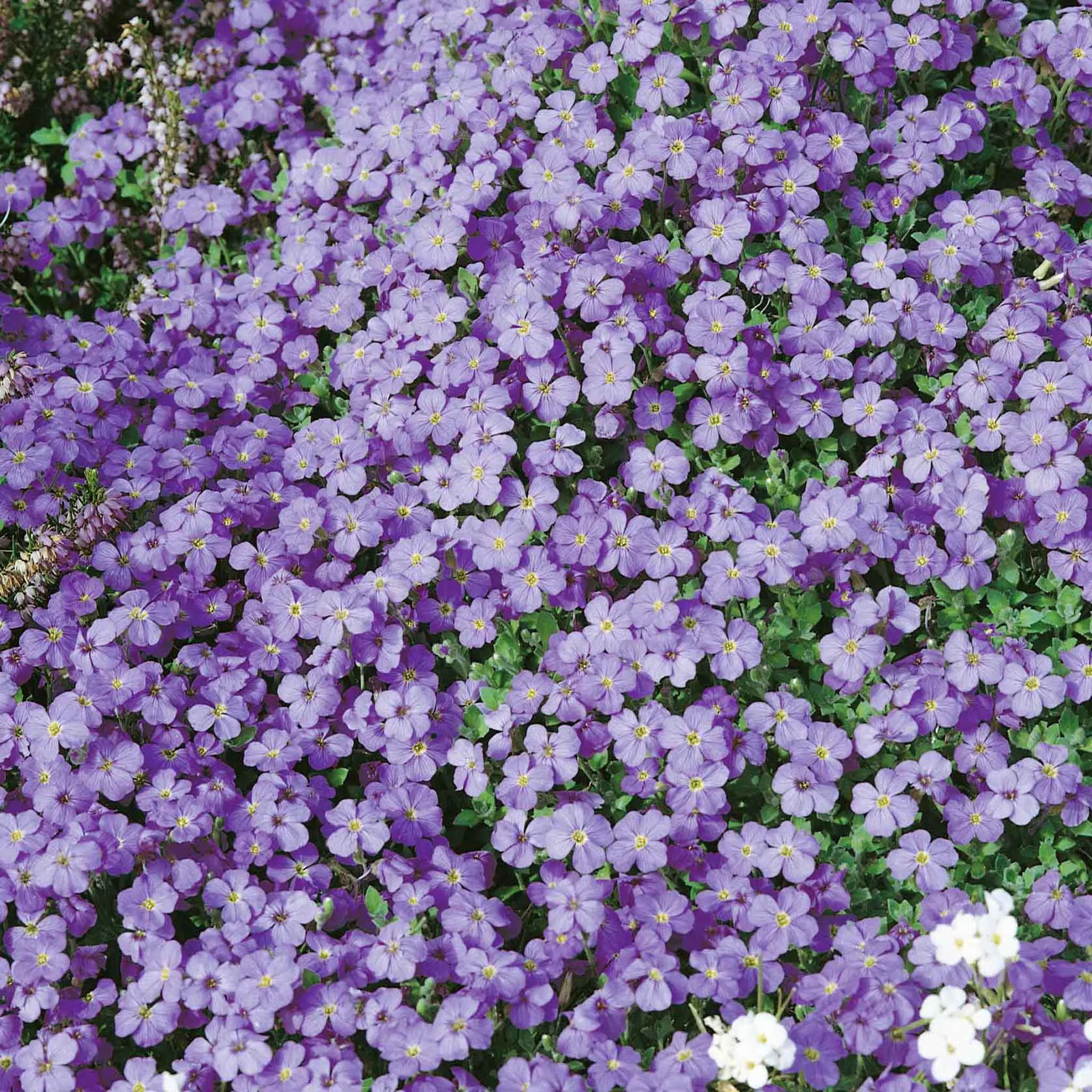 Aubrieta Plant 'Audrey Sky Blue'