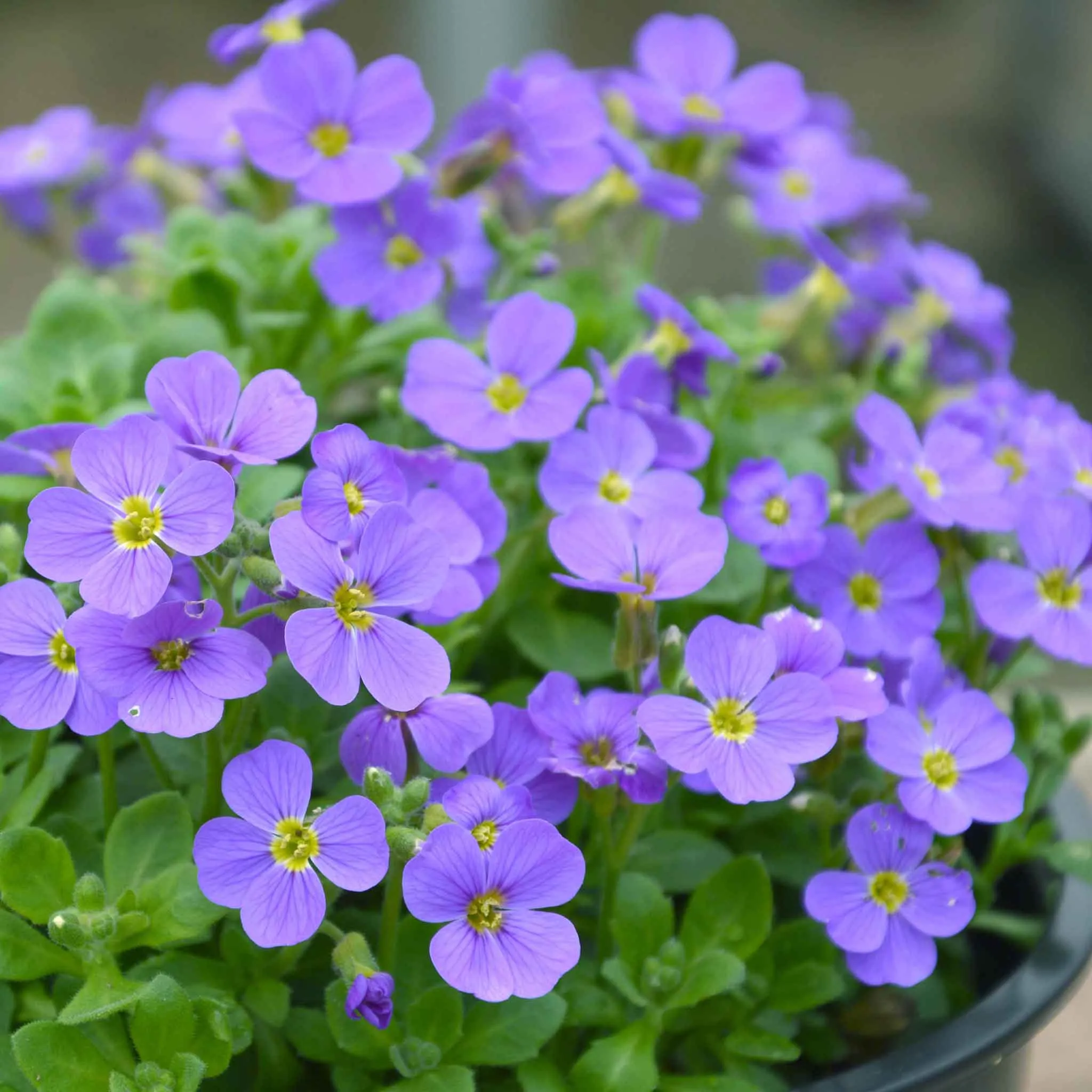 Aubrieta Plant 'Audrey Sky Blue'